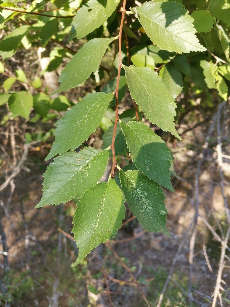 Ulmus minor subsp. canescens photo 4