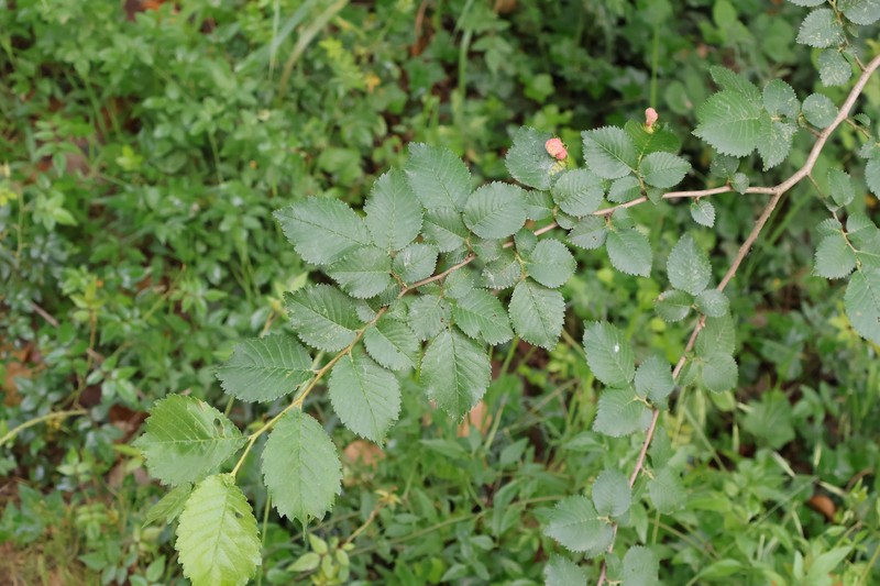 English Elm photo 3