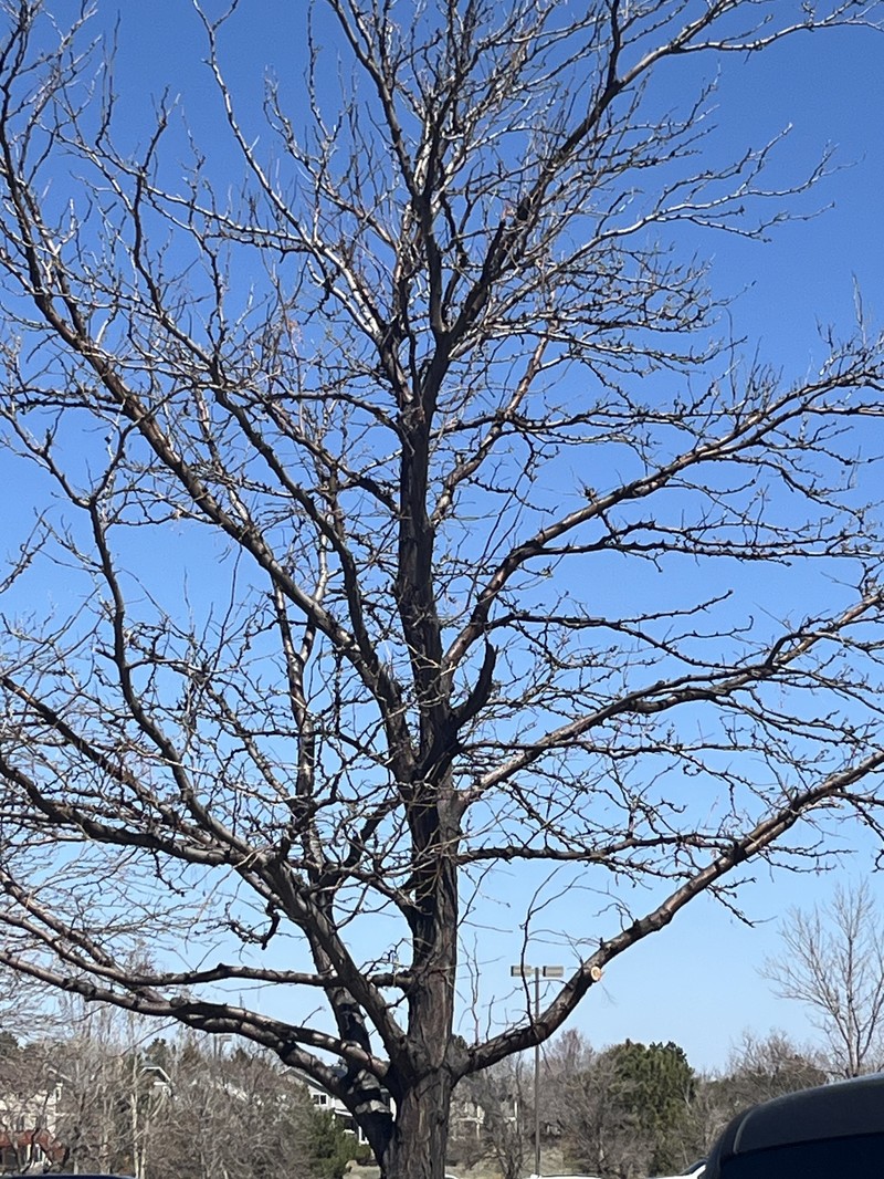 English Elm photo 4
