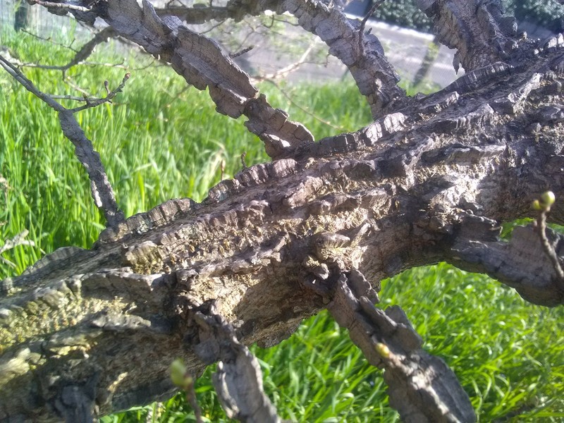 English Elm photo 6