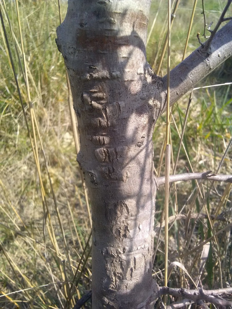 English Elm photo 7