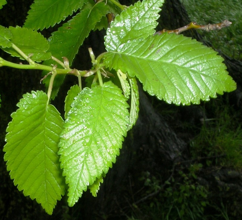English Elm