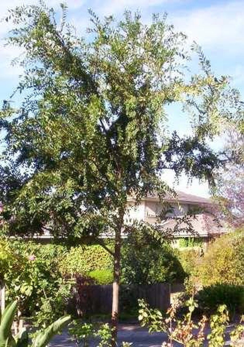 Chinese Elm photo 2