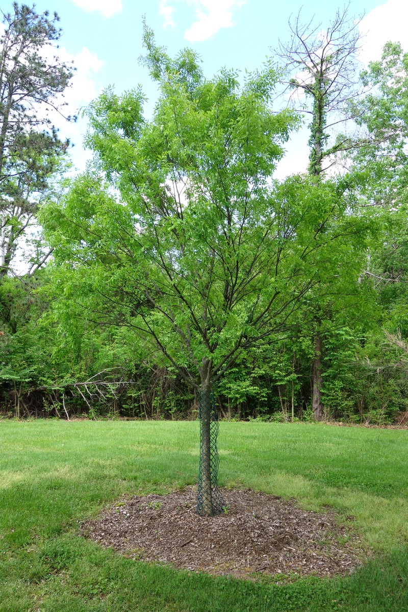 Chinese Elm photo 3