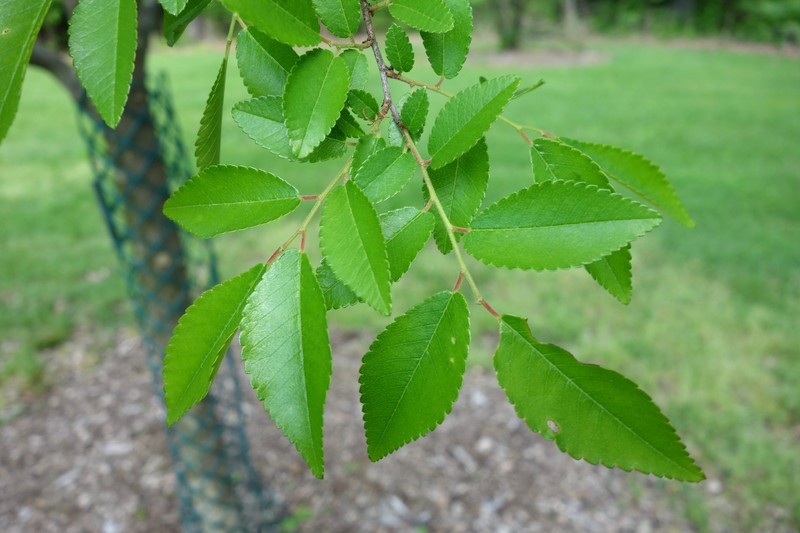 Chinese Elm photo 4