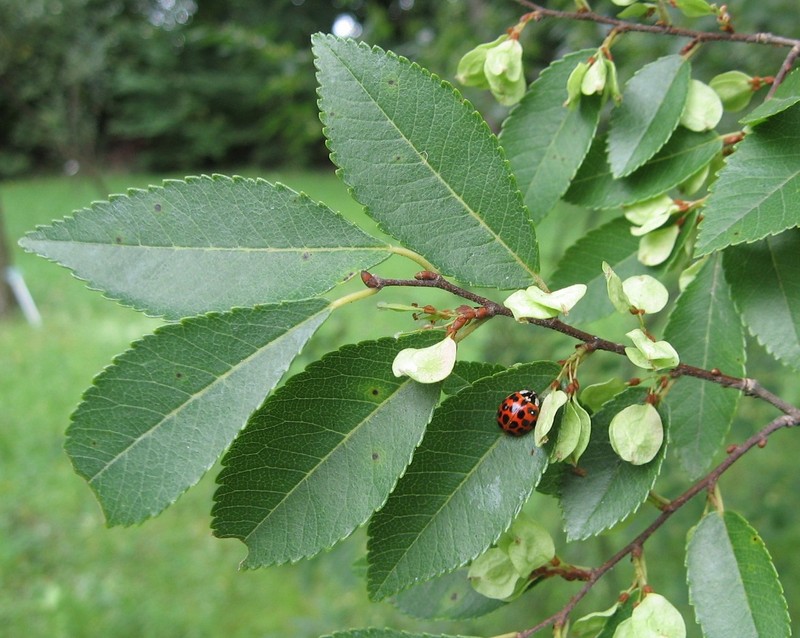 Chinese Elm photo 5