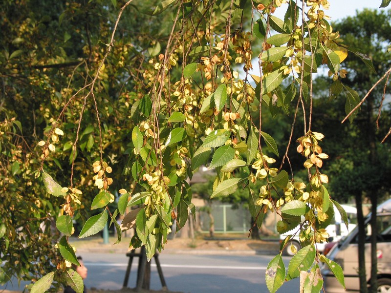 Chinese Elm photo 6