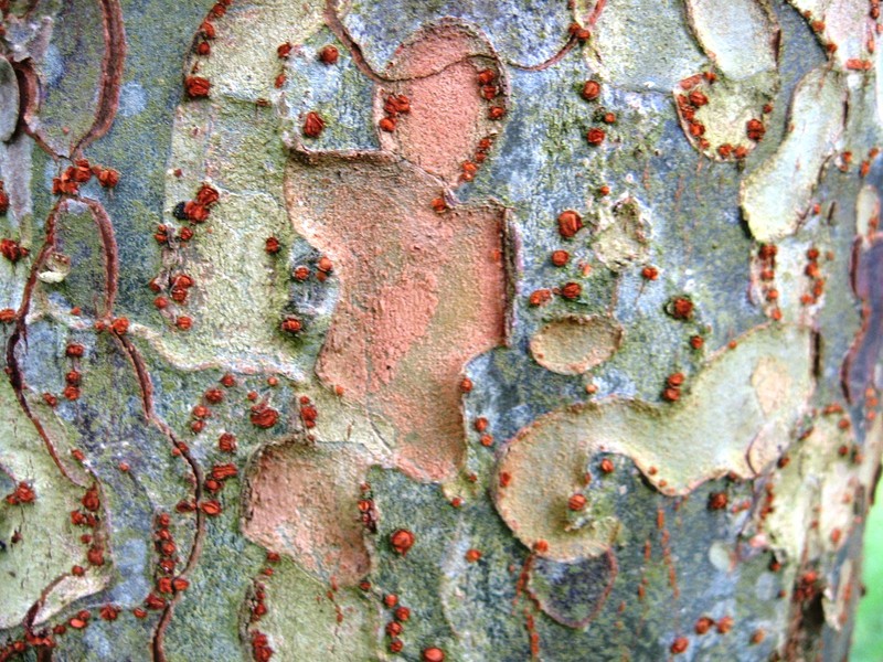 Chinese Elm photo 7