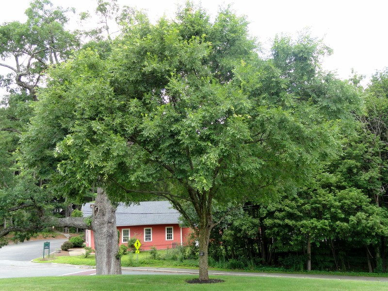 Chinese Elm photo 8