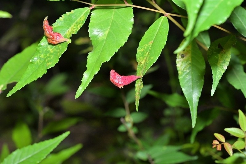 Ulmus prunifolia