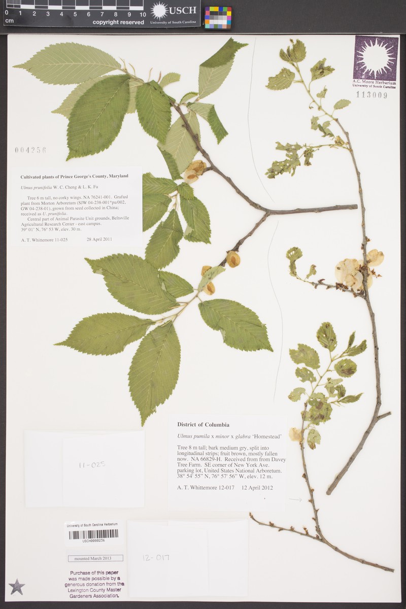 Ulmus prunifolia photo 2