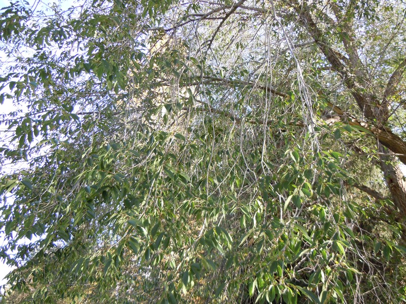 Siberian elm photo 7