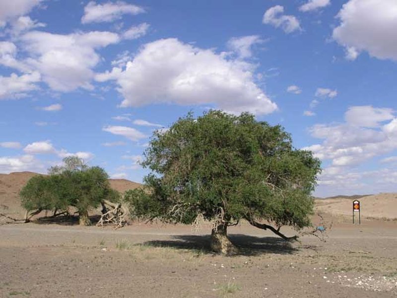 hybrid elm