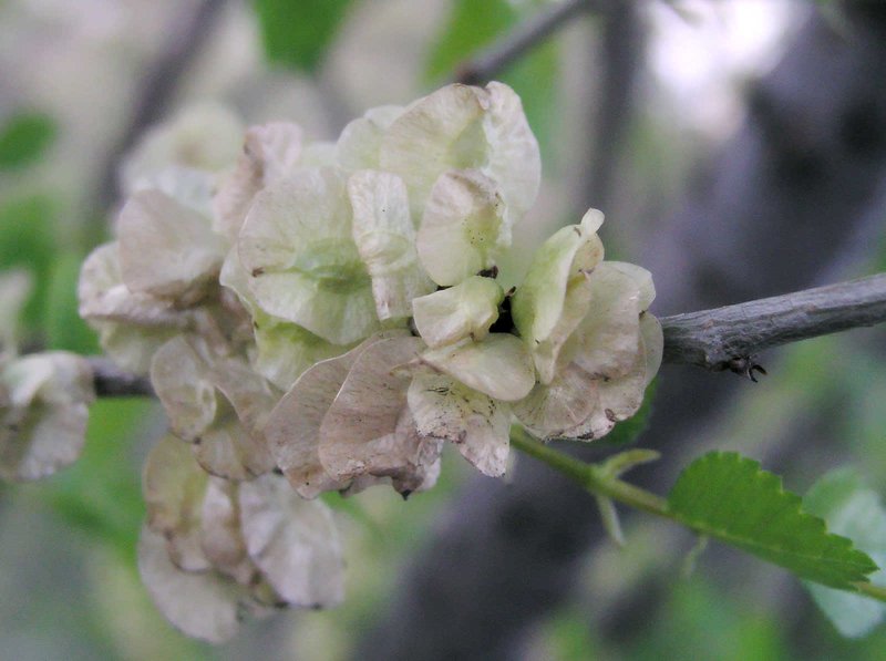 hybrid elm photo 2
