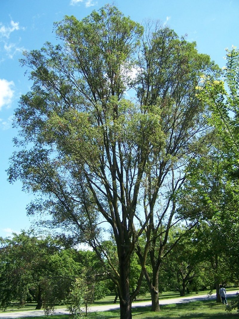 hybrid elm photo 3