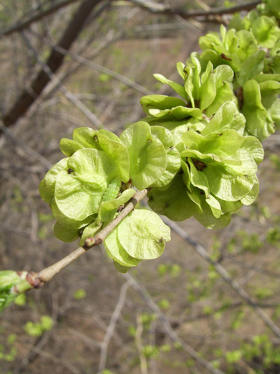 Siberian elm photo 2