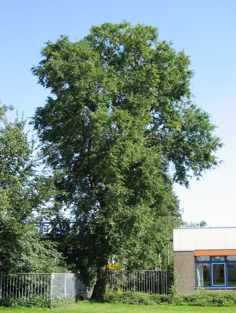 hybrid elm photo 4