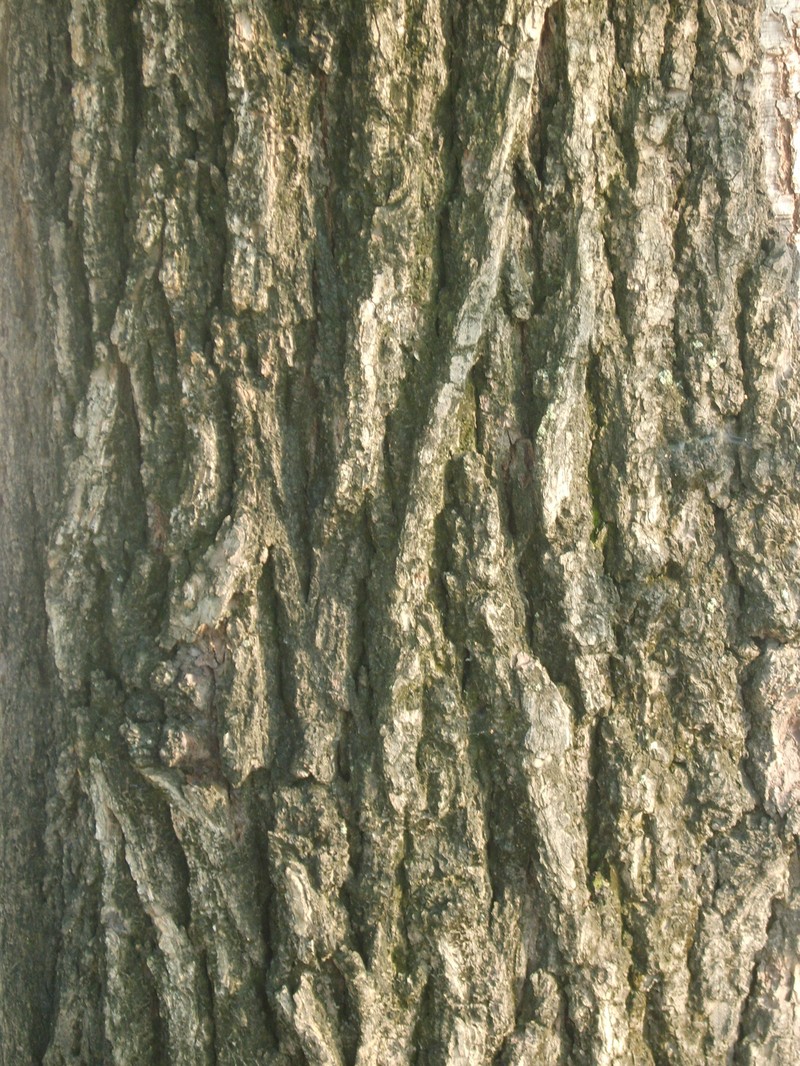 Siberian elm photo 3