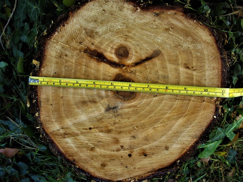 Siberian elm photo 4