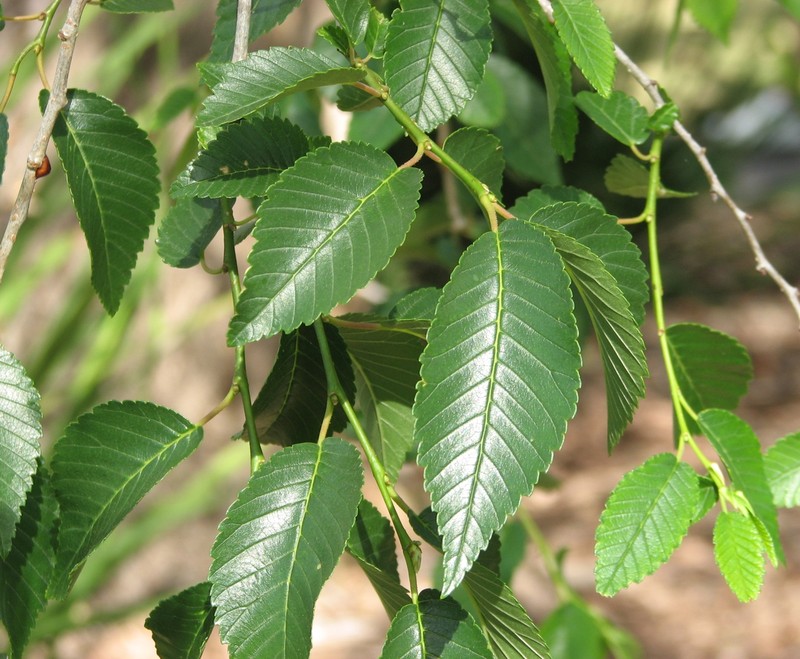 Siberian elm photo 5