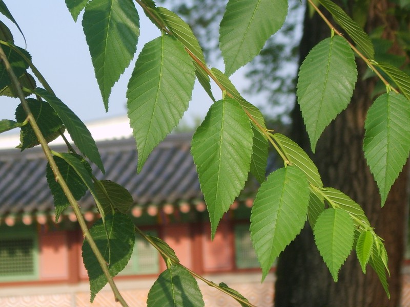 Siberian elm photo 6