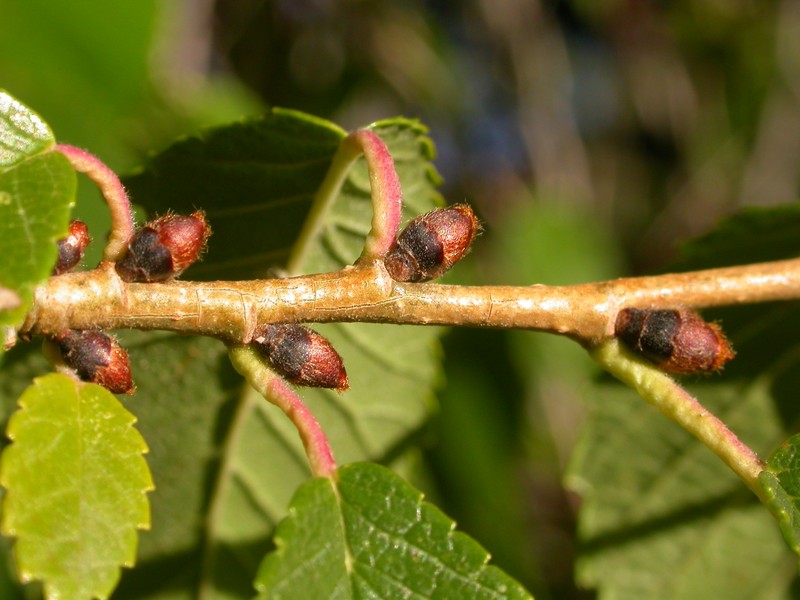 Siberian elm photo 7