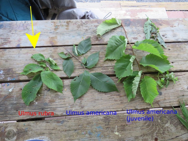 Slippery Elm photo 8