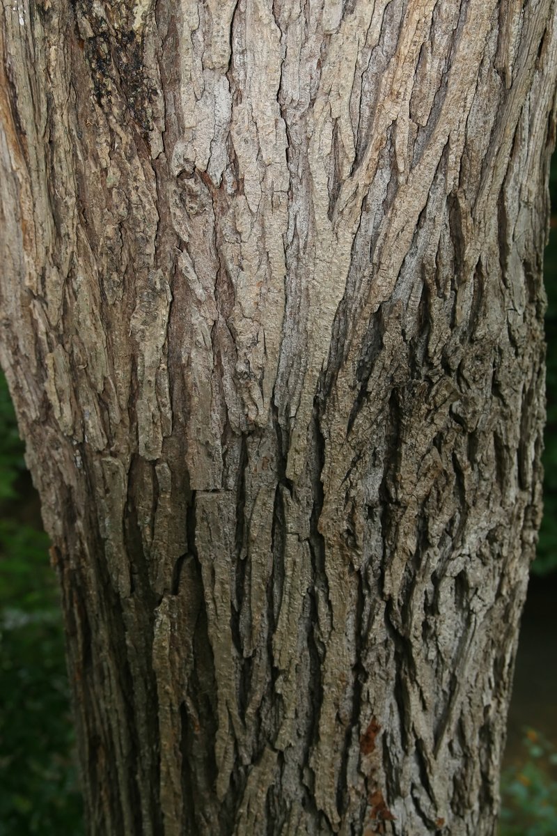Slippery Elm photo 4