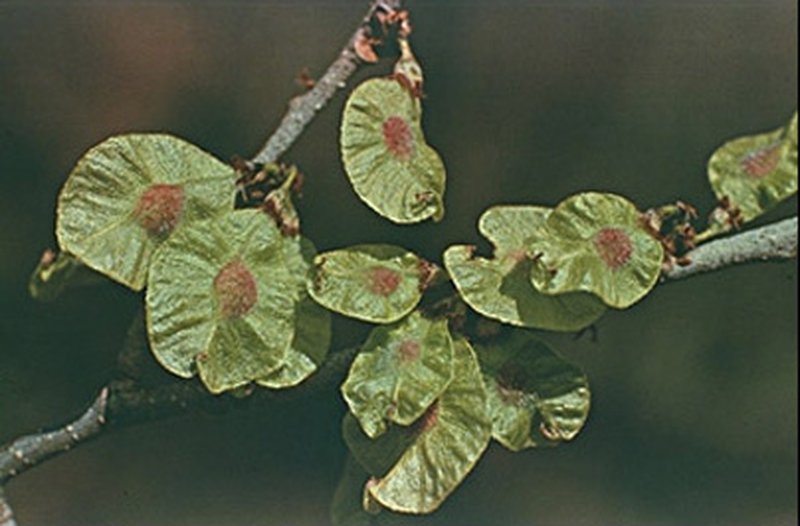 Slippery Elm photo 6