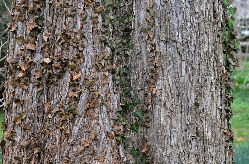 Slippery Elm photo 2