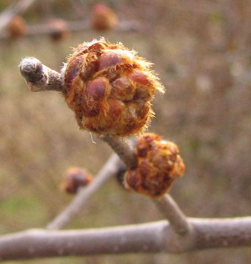 Slippery Elm photo 7