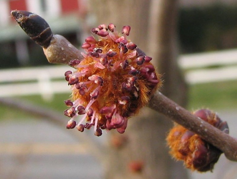 Slippery Elm photo 8