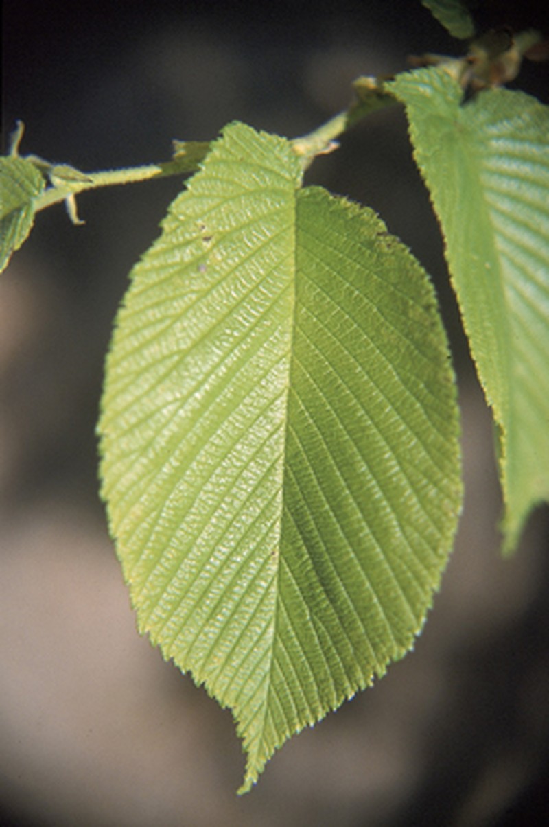 Slippery Elm photo 9