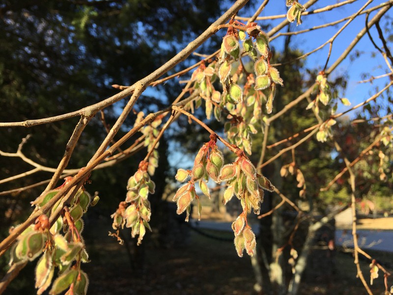 September Elm photo 3