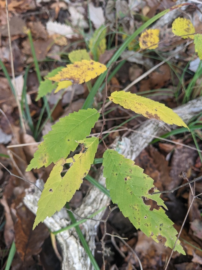 September Elm photo 4