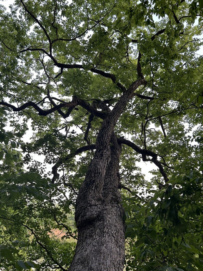 September Elm photo 6