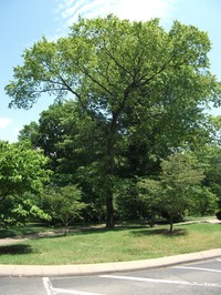 September Elm