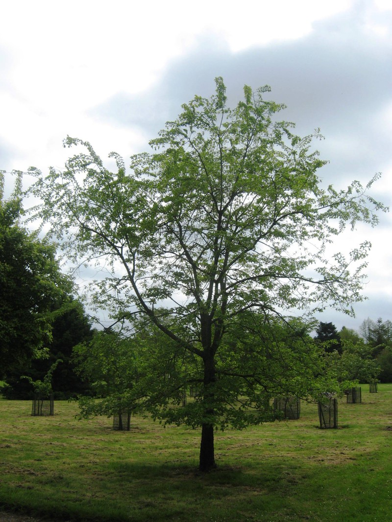 Ulmus szechuanica