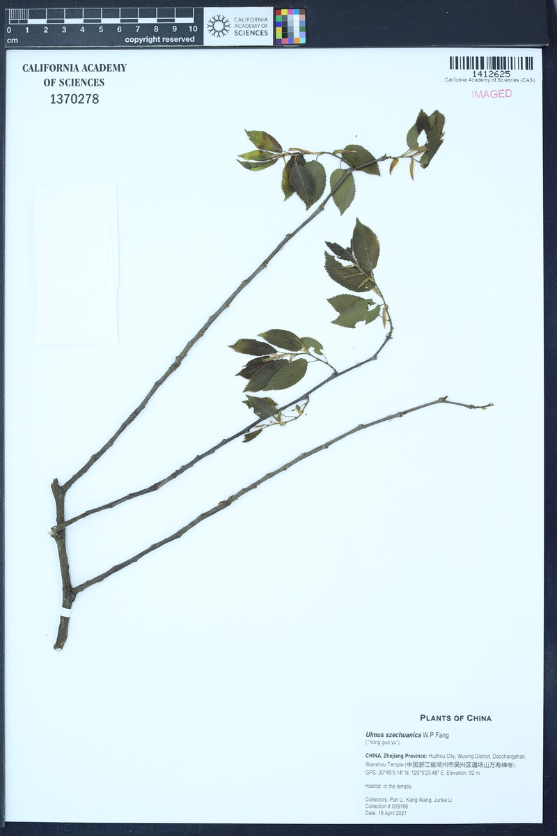 Ulmus szechuanica photo 2