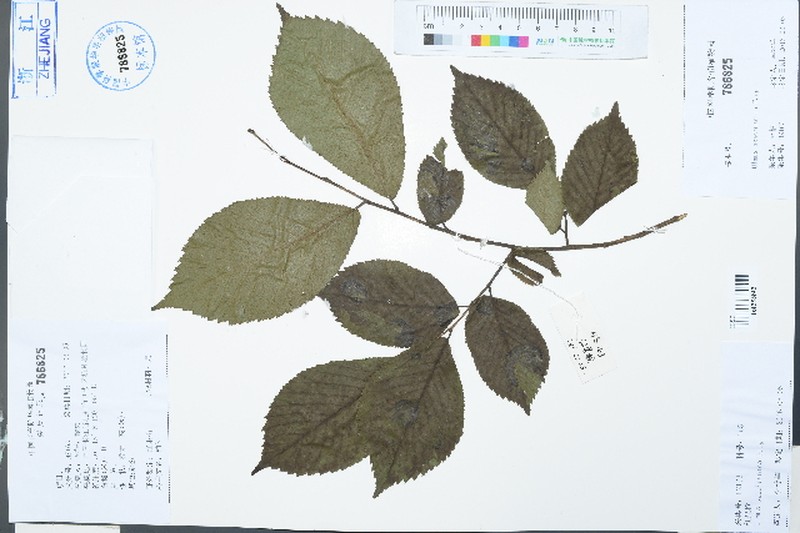 Ulmus szechuanica photo 3