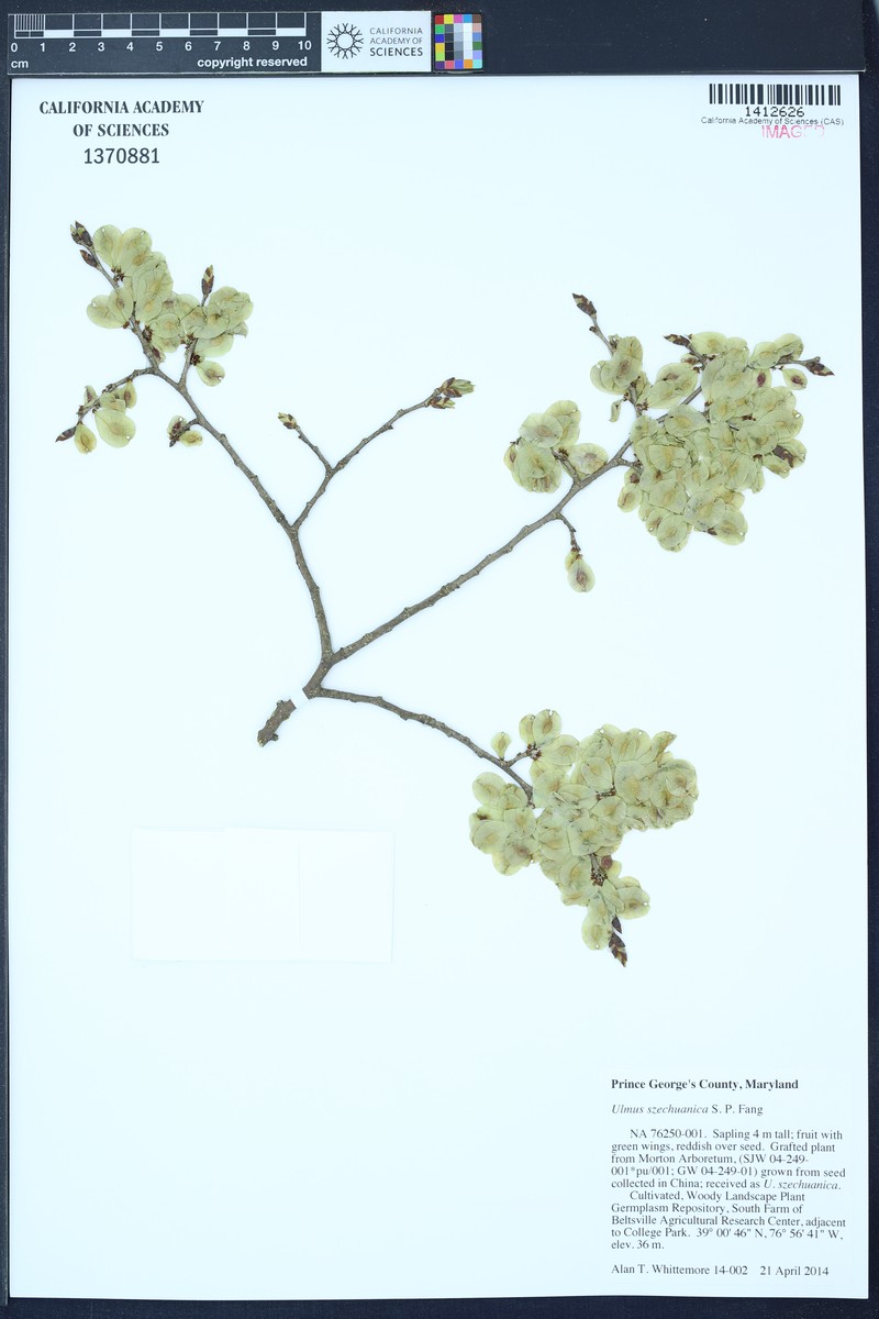 Ulmus szechuanica photo 4
