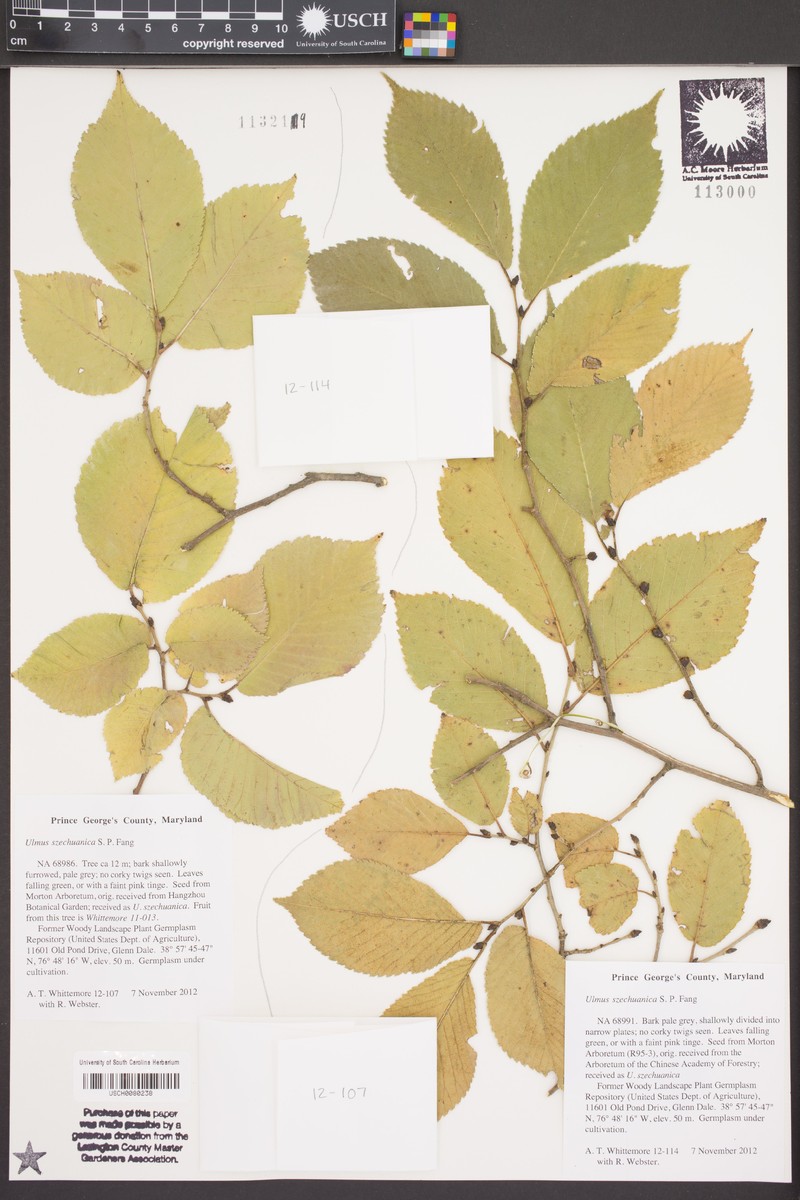 Ulmus szechuanica photo 5