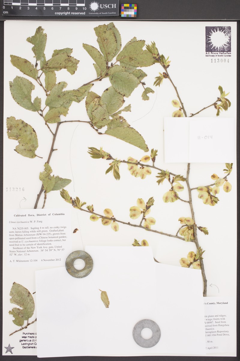 Ulmus szechuanica photo 7