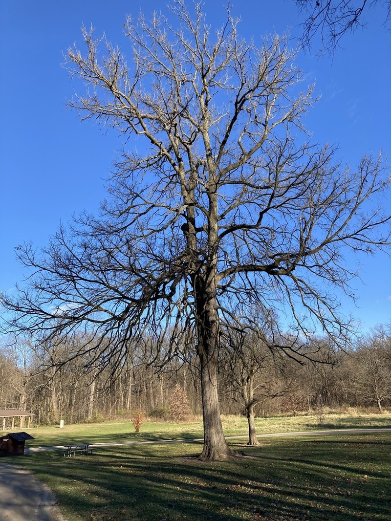 Rock Elm photo 8