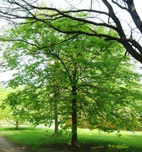 Rock Elm