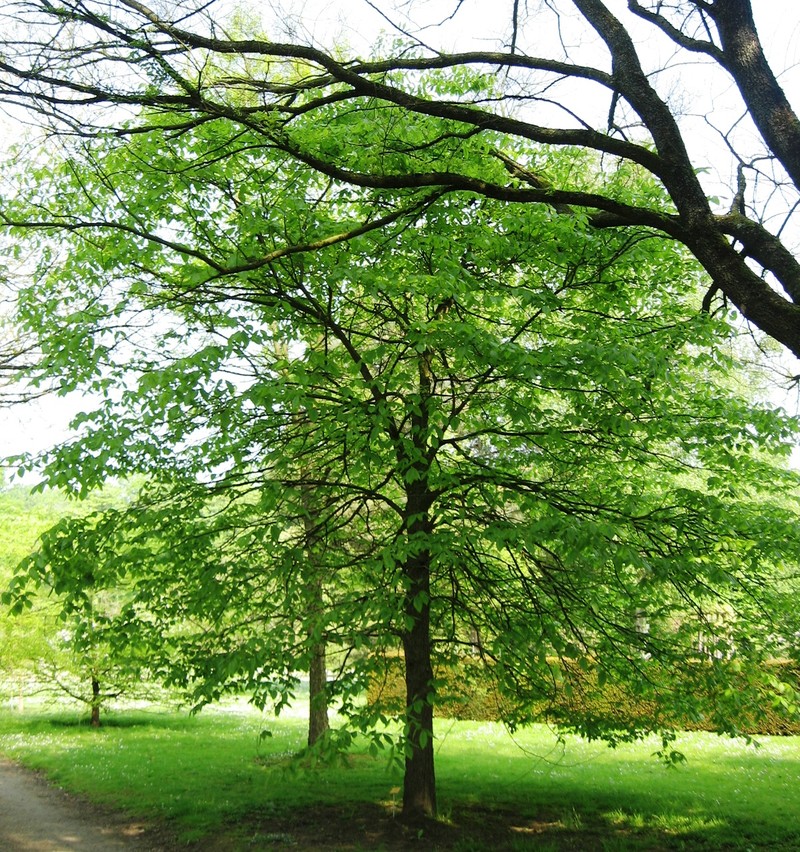 Rock Elm