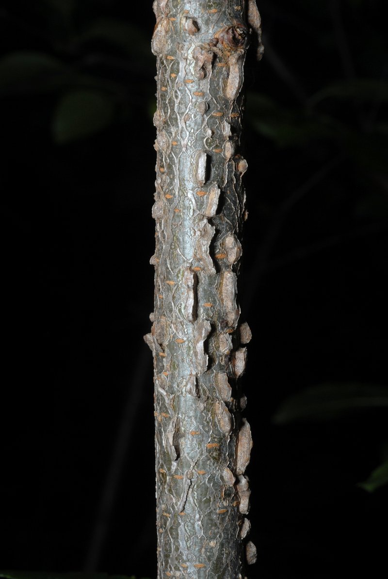 Rock Elm photo 6