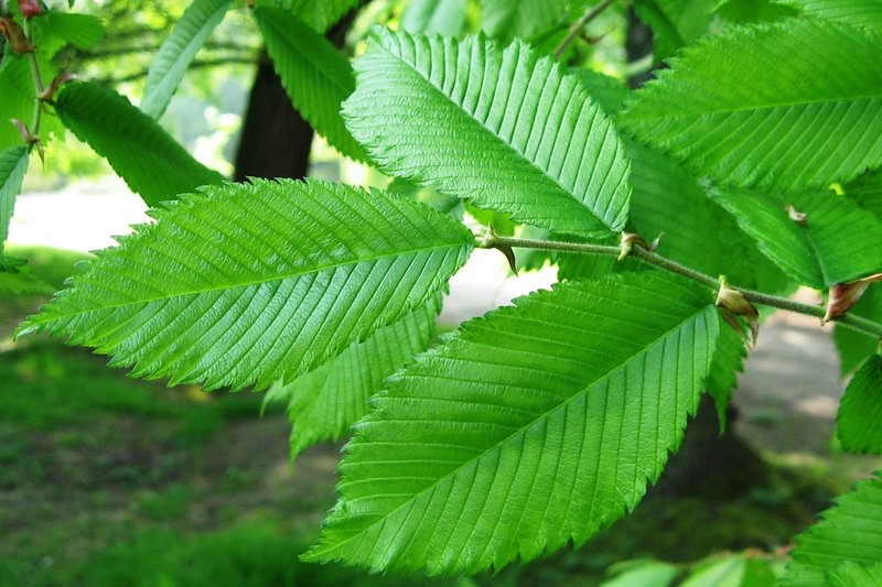 Rock Elm photo 8