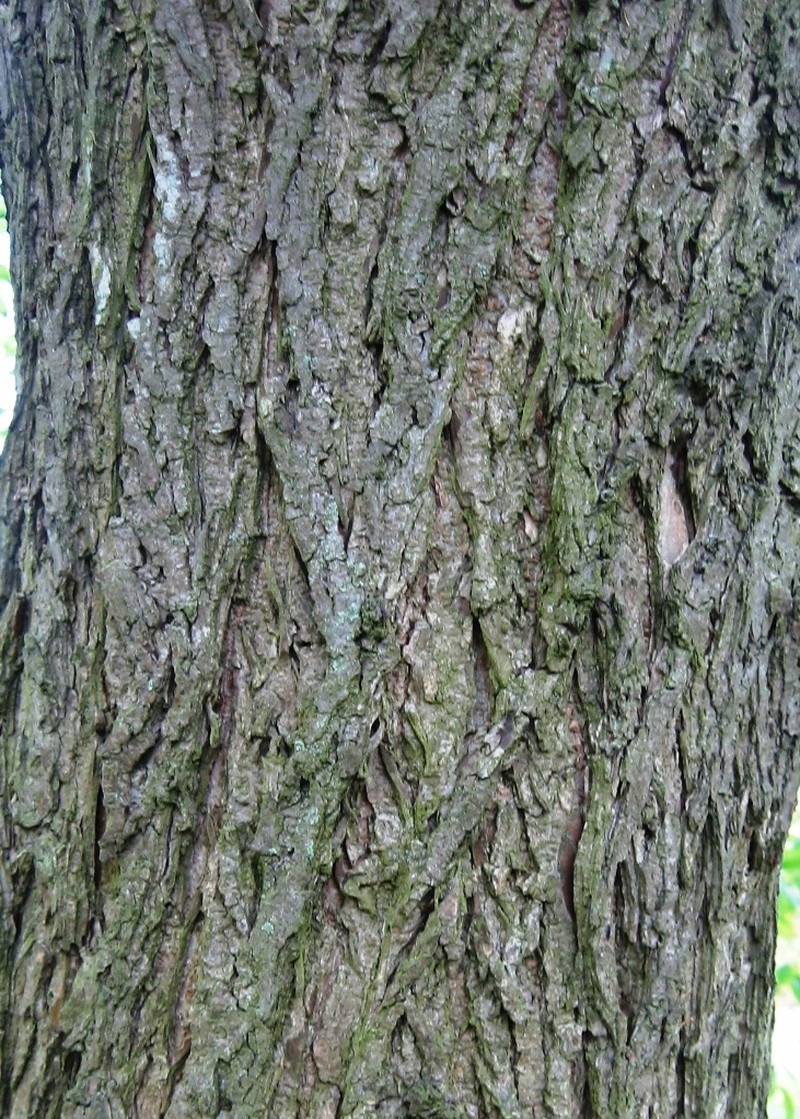 Rock Elm photo 3