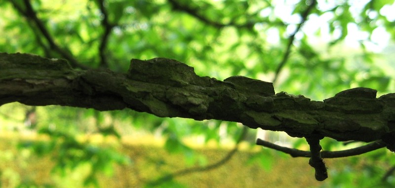 Rock Elm photo 4